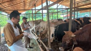 Pemprov Banten Sidak Kesehatan dan Dokumen Hewan Kurban