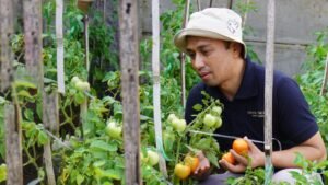 Tamu Diajak Berkebun dan Panen Sayur Hingga Buah-Buahan di Grand Mercure Malang Mirama
