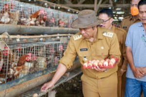 Penjabat (Pj) Gubernur Banten Tinjau Peternakan Ayam Petelur