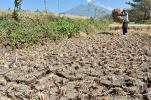 BMKG Peringatkan Ancaman El Nino di Sejumlah Wilayah Indonesia