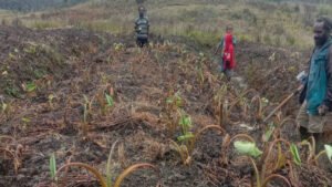 Mendagri Minta Daerah Salurkan Bansos dan Optimalkan BTT untuk Bencana El Nino