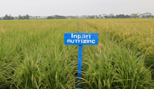 Kabupaten Bantul Panen Raya Inpari Nutrizinc untuk Cegah Stunting