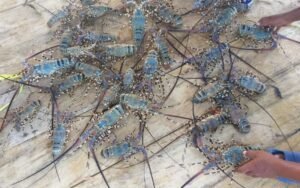 Ada Tiga Daerah Pemprov Sumbar Jadi Tempat Budidaya Lobster Mutiara – Pasir