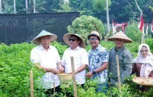Wali Kota Tangsel Panen Jagung Pulut hingga Bawang Merah
