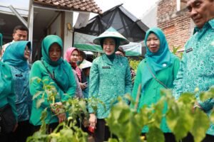 Gerakan Tanam Cabai di Jateng Terbanyak se-Indonesia