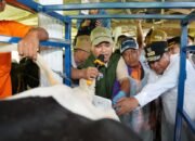 Enrekang Ditarget Jadi Sentral Sapi Perah
