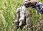 Petani Tanah Datar yang Terdampak Hama Tikus Terima Klaim Asuransi