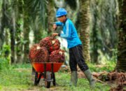 Harga TBS Sumbar Turun Senasib Dengan Provinsi Lainnya