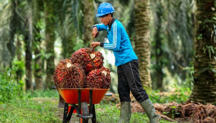 Harga TBS Sumbar Turun Senasib Dengan Provinsi Lainnya