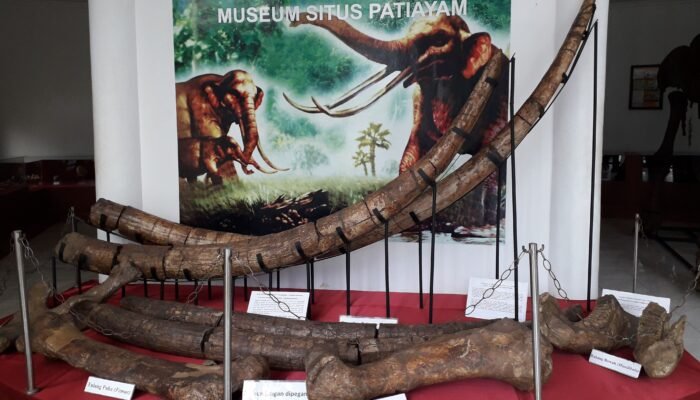 Disbudpar Kudus dan Museum Sangiran Kaji Koleksi Museum Patiayam
