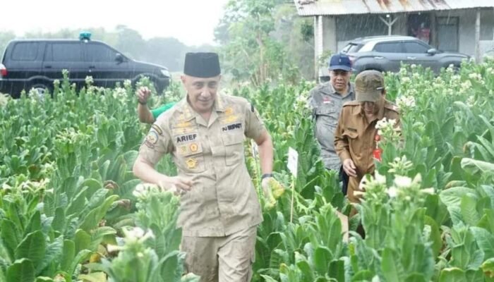 Pemprov Jatim Targetkan Bangkalan Jadi Sentra Baru Tembakau Madura