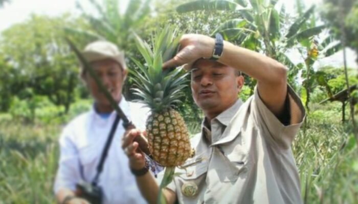Pemkab Subang Harapkan Tata Kelola Buah Nanas Dapat Diperbaiki Agar Berkembang