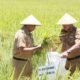 Jateng Perkirakan Produksi 4,8 Juta Gabah Kering dalam Tiga Bulan