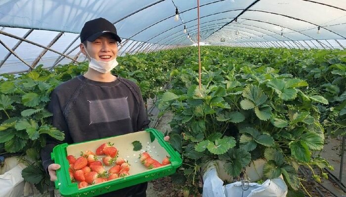 Kota Jakarta Buka Kerja Sama dengan Korsel Melalui Festival Strawberry