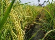Lampung Siap Serap Maksimal Panen Petani dan Panen Raya