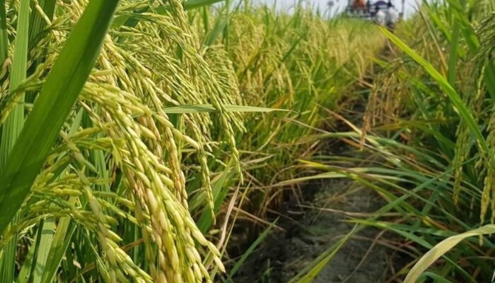 Lampung Siap Serap Maksimal Panen Petani dan Panen Raya