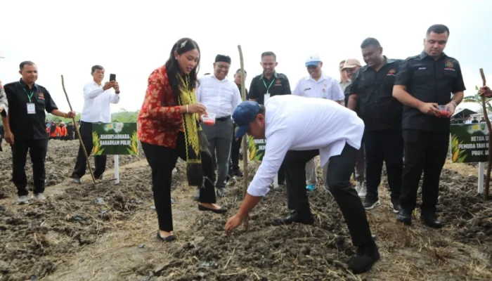 Target Riau Jadi Percontohan Tumpang Sari Jagung dan Cabai