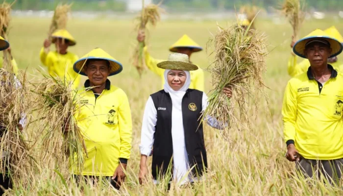 Provinsi Jatim Kontributor Padi Tertinggi Nasional
