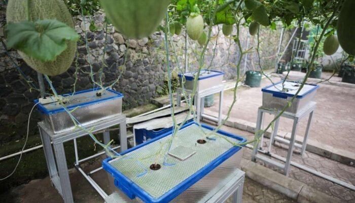 Pemkot Bandung akan Kembangkan Kampung Wisata Melon Premium