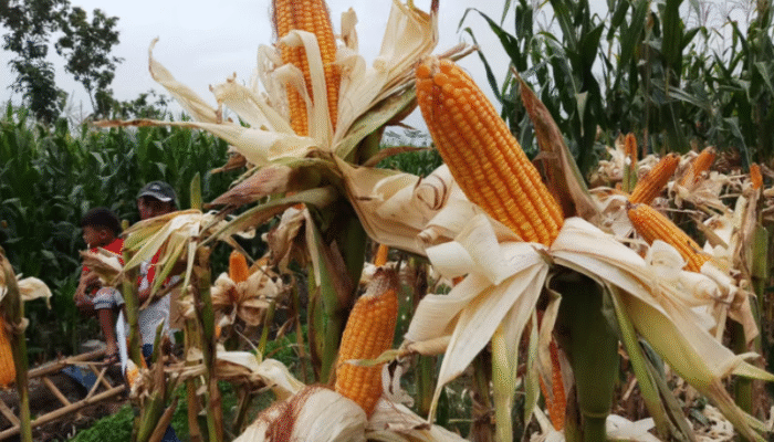 Pemprov Banten Tingkatkan Produksi Jagung