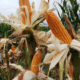 Pemprov Banten Tingkatkan Produksi Jagung