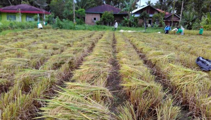 Jumlah Petani Milenial Bertumbuh di Kota Padang