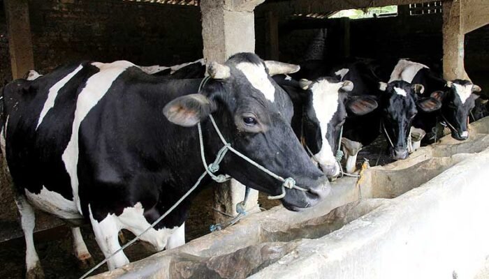 Kementan dan Pemkab Kediri Sinergi Penyiapan Lahan Investasi Sapi Perah