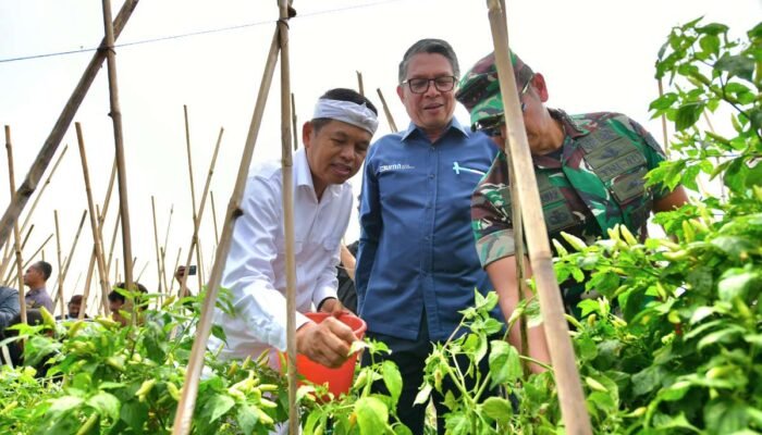 Gubernur Jabar Panen Raya Holtikultura di Gunung Hejo