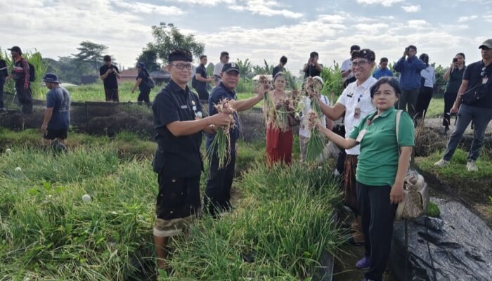 Pemkot Denpasar Sukses Panen Bawang Merah di Subak Buaji