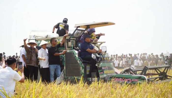 Panen Raya Padi Musim Tanam II di Kabupaten Indramayu