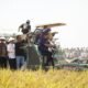 Panen Raya Padi Musim Tanam II di Kabupaten Indramayu
