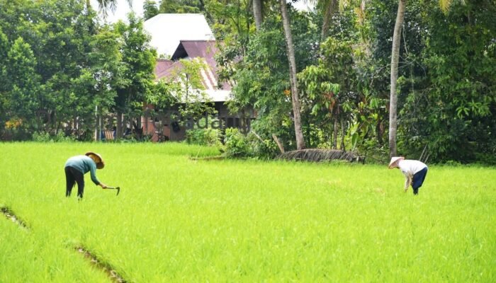 Balai Wilayah Sungai V Akan Bangun Jaringan Irigasi Air Tanah di Padang
